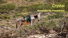  Presentation with crete island - Presentation theme with donkey on gramvousa island crete background and a  colored foreground