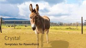  Presentation with green mountains - Slides enhanced with donkey-portrait-on-a-farm background and a yellow colored foreground