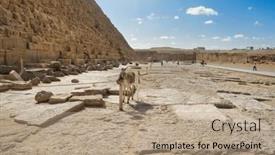  Presentation with egypt pyramid - Presentation theme consisting of donkey-under-the-great-pyramid background and a coral colored foreground