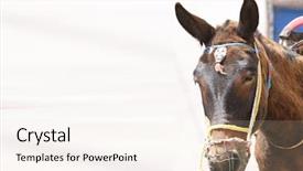  Presentation with tourists - Colorful slides enhanced with donkey used for carrying tourists backdrop and a sky blue colored foreground