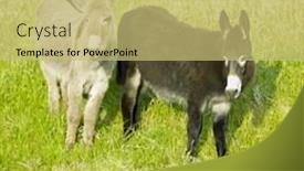  Presentation with ireland rivers - Slides having donkeys-county-donegal-ireland background and a yellow colored foreground