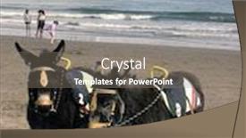  Presentation with beach - PPT theme with donkeys-on-scarborough-beach background and a gray colored foreground