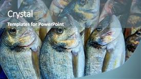  Presentation with fish - Cool new PPT theme with dorada-fish-sparus-aurata-stacked backdrop and a ocean colored foreground