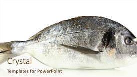  Presentation with fish shumay - Beautiful slide deck featuring dorado fish isolated on white backdrop and a cream colored foreground
