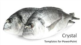  Presentation with animated fish - Audience pleasing PPT theme consisting of dorado fish isolated on white backdrop and a  colored foreground
