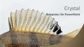  Presentation with shark fin - Theme consisting of dorsal-fin-of-a-perch background and a white colored foreground