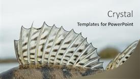  Presentation with shark fin - Presentation featuring dorsal-fin-of-a-walleye background and a sky blue colored foreground