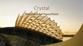  Presentation with sunset - Presentation theme with dorsal-fin-of-european-zander and a soft green colored foreground