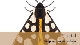  Presentation with moth - Presentation theme having dorsal-side-of-a-cream background and a  colored foreground