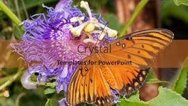  Presentation with purple butterfly - Presentation theme enhanced with dorsal view of a gulf fritillary butterfly getting nectar from the purple bloom of its host plant the passion flower background and a gold colored foreground