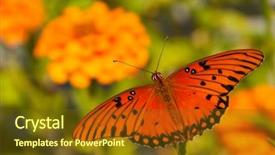  Presentation with orange butterfly - Theme featuring gulffritillary - dorsal view of a gulf background and a tawny brown colored foreground