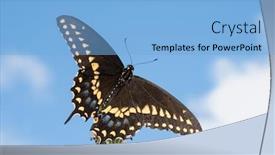  Presentation with eastern - Colorful theme enhanced with dorsal-view-of-an-eastern backdrop and a light blue colored foreground