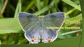  Presentation with butterfly - Theme featuring dorsal-view-of-gray-hairstreak background and a tawny brown colored foreground