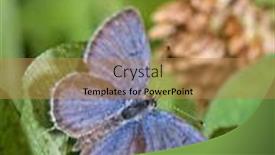  Presentation with eastern - Amazing theme having dorsal-view backdrop and a gold colored foreground