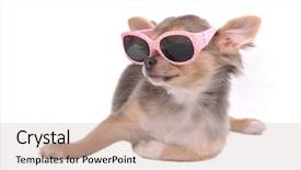  Presentation with puppy - PPT theme consisting of dot backgrounds - chihuahua puppy with sunglasses isolated background and a soft green colored foreground