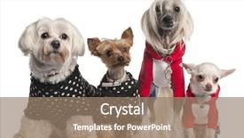  Presentation with sad dog abandoned dogs - PPT theme having dot backgrounds - four dogs dressed up background and a coral colored foreground