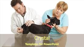  Presentation with dog - PPT layouts featuring doting dog owner comforts her background and a violet colored foreground