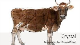  Presentation with cow - Cool new presentation design with dots lines - portrait of brown jersey cow backdrop and a light gray colored foreground