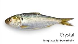  Presentation with fresh water splash green apple isolated white - Slide set enhanced with dotted-gizzard-shad-isolated background and a white colored foreground