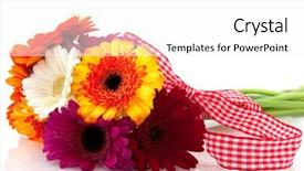  Presentation with colorful - Colorful slides enhanced with double check - beautiful bouquet colorful gerber backdrop and a  colored foreground