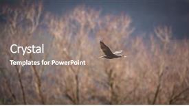  Presentation with flight - Cool new PPT theme with double-crested cormorant phalacrocorax auritus backdrop and a  colored foreground