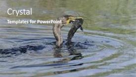  Presentation with catfish - Cool new presentation design with double-crested cormorant phalacrocorax carbo with catfish backdrop and a gray colored foreground