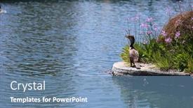  Presentation with blue eyes - PPT theme having double-crested-cormorant-with-bright background and a  colored foreground