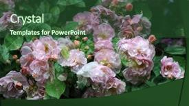  Presentation with singled green pink rose - Theme having double exposed image of pink background and a forest green colored foreground