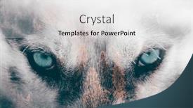  Presentation with pine forest - Presentation design consisting of double-exposure-image background and a white colored foreground