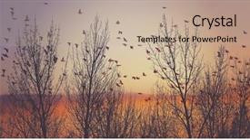  Presentation with pine trees - Presentation having double exposure of a flock background and a mint green colored foreground