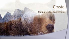  Presentation with brown bear - Presentation theme enhanced with double exposure of a wild background and a  colored foreground