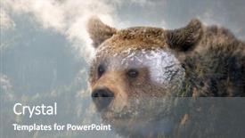  Presentation with brown bear - Theme enhanced with double exposure of a wild background and a  colored foreground