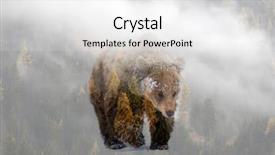  Presentation with brown bear - Slide deck consisting of double exposure of a wild background and a  colored foreground