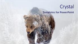  Presentation with brown bear - Beautiful theme featuring double exposure of a wild backdrop and a  colored foreground
