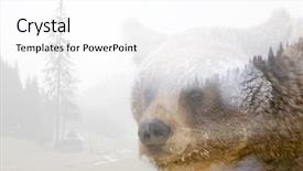  Presentation with brown bear - PPT layouts with double exposure of a wild background and a  colored foreground