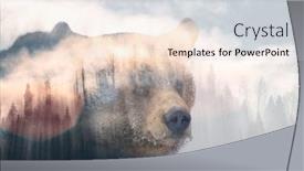  Presentation with brown bear - Beautiful slides featuring double-exposure-of-a-wild backdrop and a light gray colored foreground