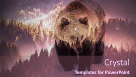  Presentation with save wildlife - Amazing slide set having double exposure of brown bear and pine forest - save our forests and wildlife fight global warming backdrop and a violet colored foreground