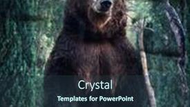  Presentation with wildlife conservation - Slide set featuring double-exposure-of-brown-bear background and a tawny brown colored foreground