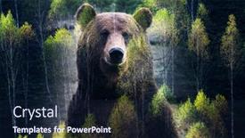  Presentation with brown bear - Presentation theme featuring double-exposure-of-brown-bear background and a navy blue colored foreground