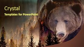 Presentation with brown bear - Cool new PPT layouts with double-exposure-of-brown-bear backdrop and a tawny brown colored foreground