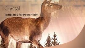  Presentation with pine forest - Beautiful slide set featuring double exposure of deer and pine forest - save our planet - fight global warming backdrop and a coral colored foreground