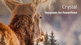  Presentation with pine forest - Audience pleasing presentation theme consisting of double exposure of deer and pine forest - save our planet - fight global warming backdrop and a coral colored foreground