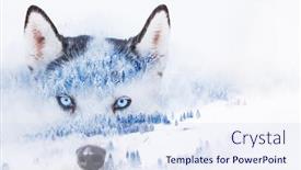  Presentation with foggy - Cool new slide deck with double exposure of husky eyes backdrop and a sky blue colored foreground