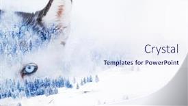  Presentation with husky - PPT theme enhanced with double exposure of husky eyes background and a sky blue colored foreground