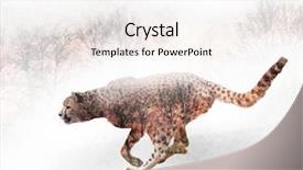  Presentation with cheetah - Theme with double exposure of running cheetah background and a sky blue colored foreground
