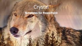  Presentation with save wildlife - Presentation theme consisting of double exposure of wolf and pine forest - save our forests and wildlife fight global warming background and a coral colored foreground