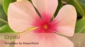  Presentation with pink green - PPT layouts consisting of double-pink-colored-periwinkle-flower background and a lemonade colored foreground