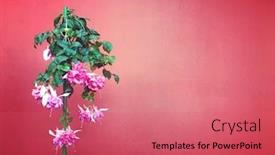  Presentation with fuschia pink - Amazing PPT theme having double-pink-petal-standard-fuschia backdrop and a coral colored foreground