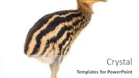  Presentation with chick - Theme featuring double-wattled-cassowary-chick-casuarius background and a  colored foreground