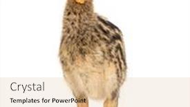  Presentation with chick - Slide set consisting of double-wattled-cassowary-chick-casuarius background and a  colored foreground